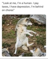 lmao humans