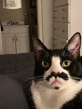 mustacheCat