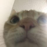 74373262