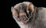 01Larson-Bats-new
