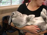 bun
