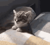 cat-sleepy-sleepy