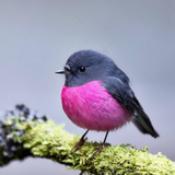 australian pink robin