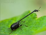 long weevil be like