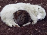 dogcat