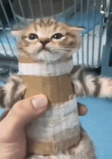cat_armor_wiki
