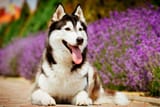 ev-blog-huskies-header