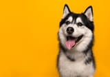 Siberian_Husky