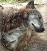 sleepyheads