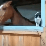 horse-throw