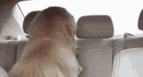 dog-evil-smirk-crop