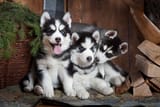 iStock-529422010