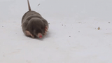 mole