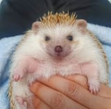 GGBbiYsaoAAZNtG