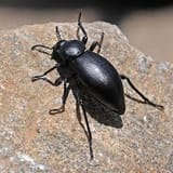 escarabajo_pinacate_fumigasin_5