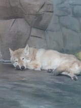 comfy