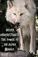 alpha male wolf