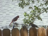 birds