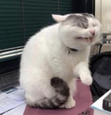 cat experiencing chagrin