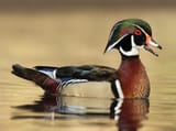 Wood Duck