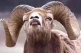gote