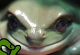 pepe