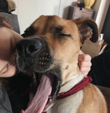 dog yawn