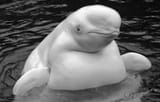 Beluga-Whale-Images