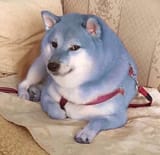 pascal the dog