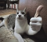 tamm-cat