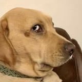 skeptical_dog