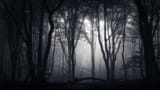 mistery forest