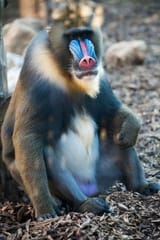 01_blue_scrota[1]