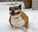 shit eating boxer