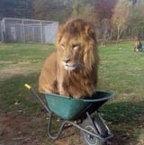 lionwheelbarrow