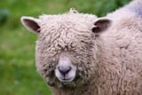 sheep