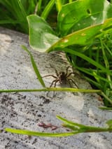 spider