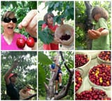 cherrypicking