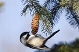 black-capped-chickadee-gord-patterson