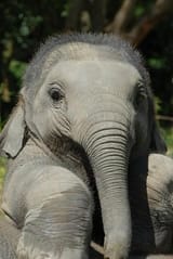 cute elephant