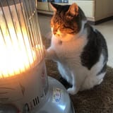 cat-heater-busao-tanryug-20-5a6aef076a057__700