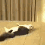 cat-hit
