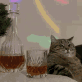 cat-chilling-cat-wisky