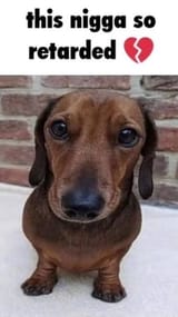 dog retarded