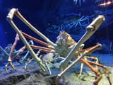 japanese-spider-crab-3