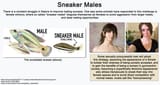 sneaker male trannies 2