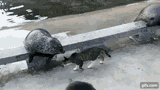 cat-slap