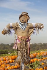 iStock_000010954024_Medium-685x1026