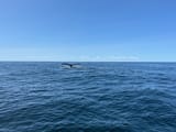 Bpnavista Newfoundland whale