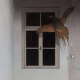 forgotname